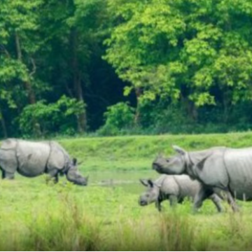 Wildlife,Safari