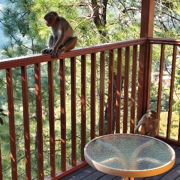Club Mahindra Binsar Villa, Uttarakhand